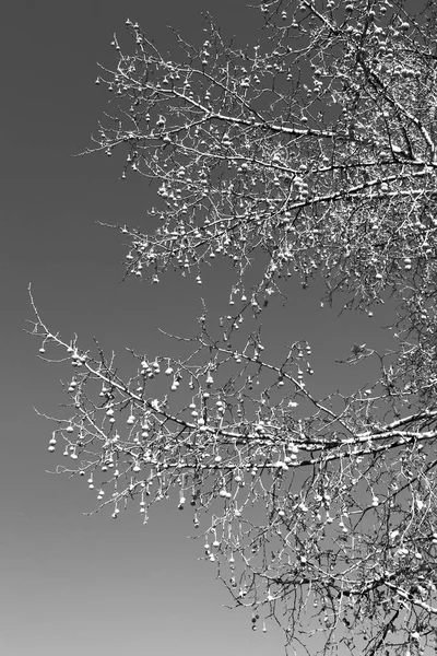 Vecchio albero e i suoi rami nel cielo limpido — Foto Stock