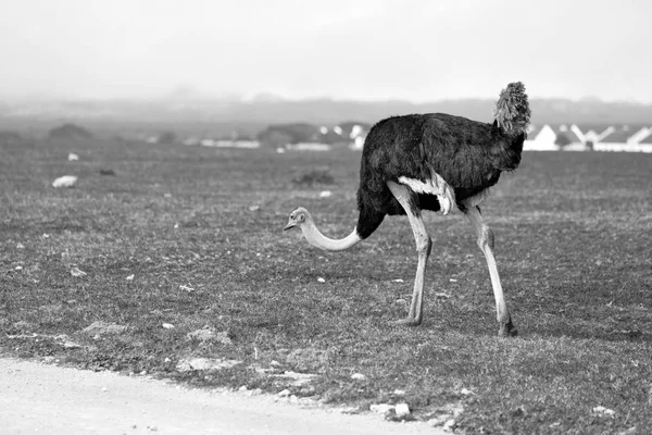 Na África do Sul reserva natural de vida selvagem e avestruz — Fotografia de Stock