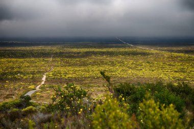 Güney Afrika'da kolza alanında kapat 