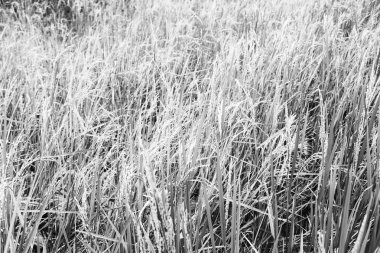   bir pirinç tahıl ekimi alanı yakın çekim