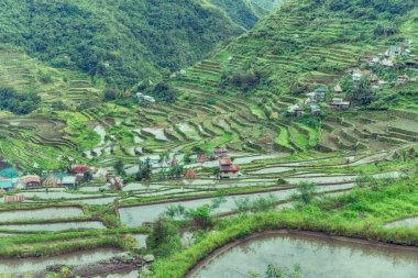   coultivation pirinç Teras alanı   