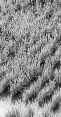   bir pirinç tahıl ekimi alanı yakın çekim