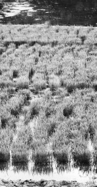   bir pirinç tahıl ekimi alanı yakın çekim