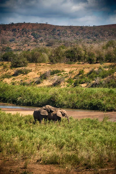 In Sudafrica elefante selvatico — Foto Stock