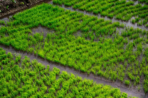 Primer plano de un campo de cultivo de cereales de arroz — Foto de Stock