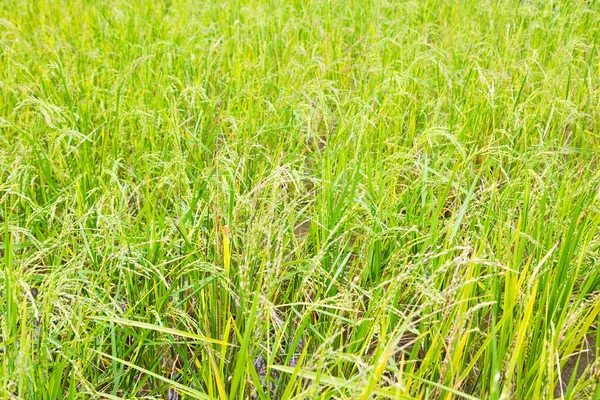 Primer plano de un campo de cultivo de cereales de arroz — Foto de Stock