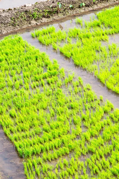 Perto de um campo de cultivo de cereais de arroz — Fotografia de Stock