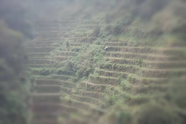 Campo de terraço para coultivação de arroz — Fotografia de Stock