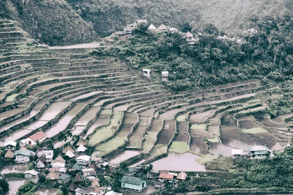 Terrace   field for  coultivation of rice — Stock Photo, Image