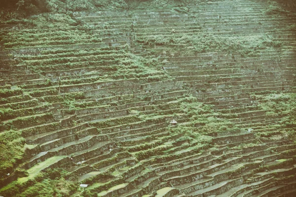 Terrace   field for  coultivation of rice — Stock Photo, Image