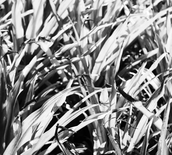 A fild of grass colse up background abstract — Stock Photo, Image
