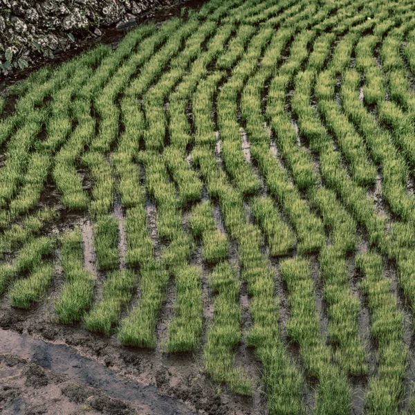 Close up of a rice cereal cultivation    field — Stock Photo, Image