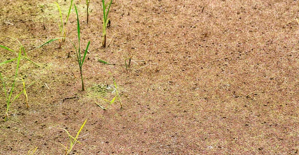 Primer plano de un campo de cultivo de cereales de arroz — Foto de Stock