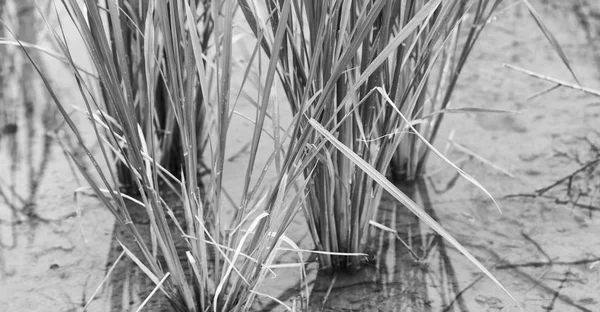 Gros plan d'un champ de culture de céréales de riz — Photo