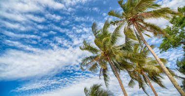  palmiye yaprak ve dal görünümü aşağı