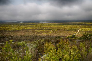 Güney Afrika'da kolza alanında kapat 