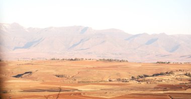   Güney Afrika'da kara çalı ve ağaç 
