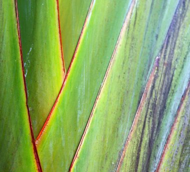 arka ışık ve bir yaprak 