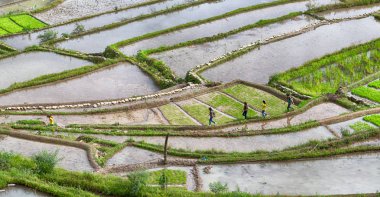   coultivation pirinç Teras alanı   