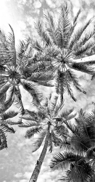 Feuille de palmier et vue sur la branche du bas — Photo