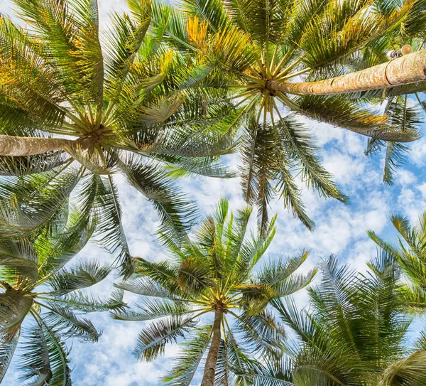 Hoja de palma y rama vista desde abajo — Foto de Stock
