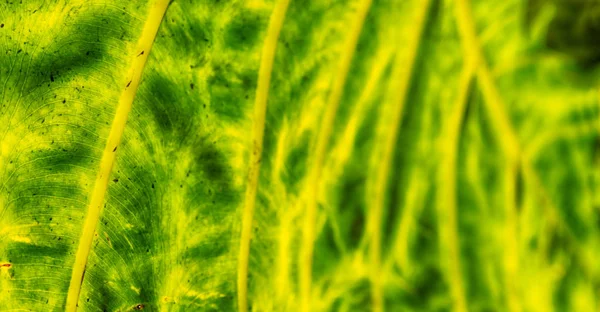 La parte trasera de una hoja y la luz — Foto de Stock