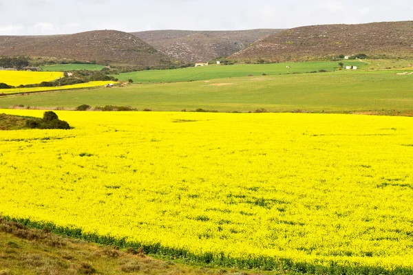 Na África do Sul perto do campo de colza — Fotografia de Stock