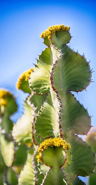 En Sudáfrica flor cielo y cactus —  Fotos de Stock