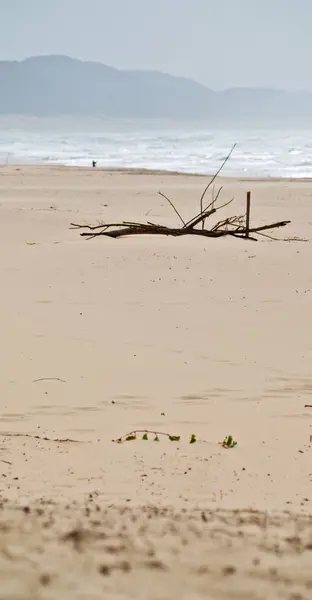 In south africa   sky  ocean       reserve — Stock Photo, Image