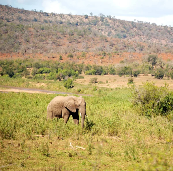 In Zuid-Afrika Wild olifant — Stockfoto
