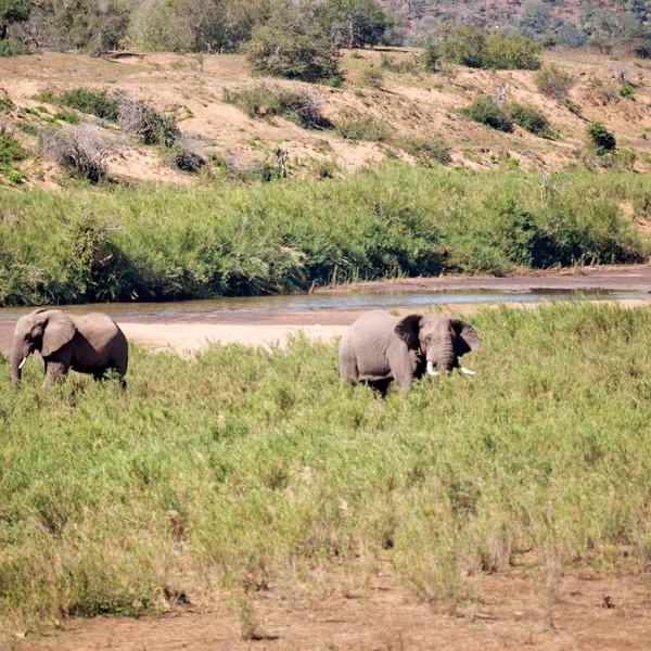 南アフリカの野生動物の象に — ストック写真