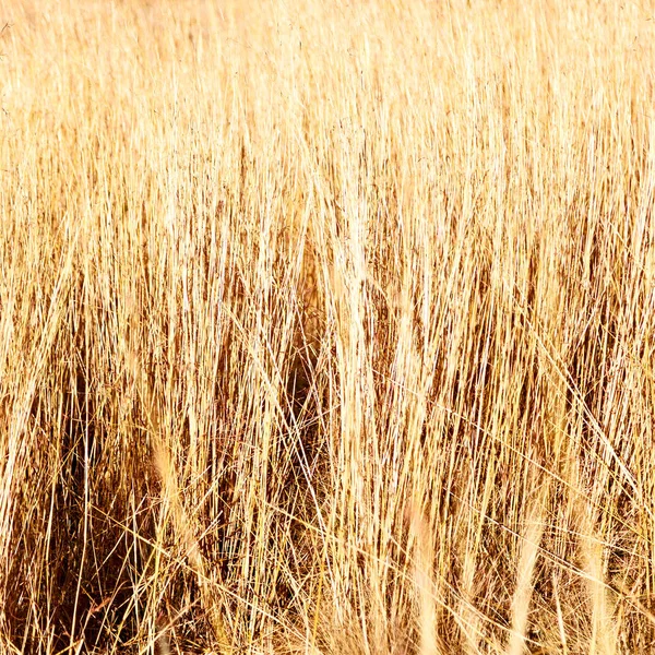 Desfocagem grama abstrata como fundo — Fotografia de Stock