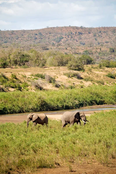 In south africa     wildlife   elephant — Stock Photo, Image