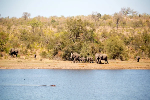 En Afrique du Sud éléphant sauvage — Photo