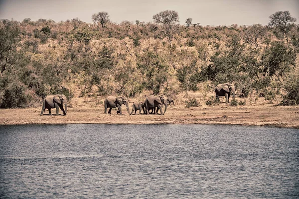 In Südafrika wilder Elefant — Stockfoto