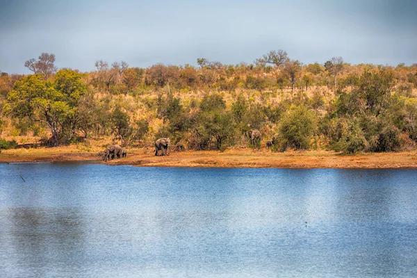 En Afrique du Sud éléphant sauvage — Photo