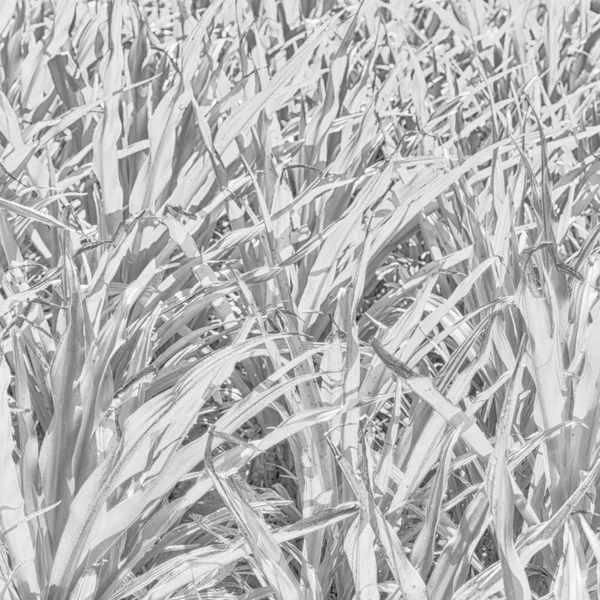 A fild of grass colse up background abstract — Stock Photo, Image