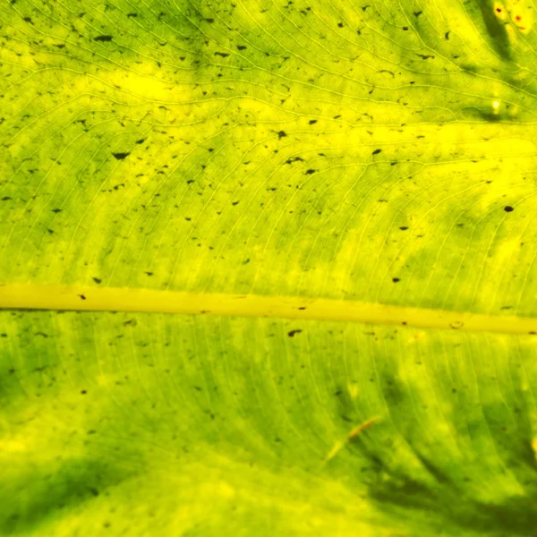 Tylne światła i liść — Zdjęcie stockowe