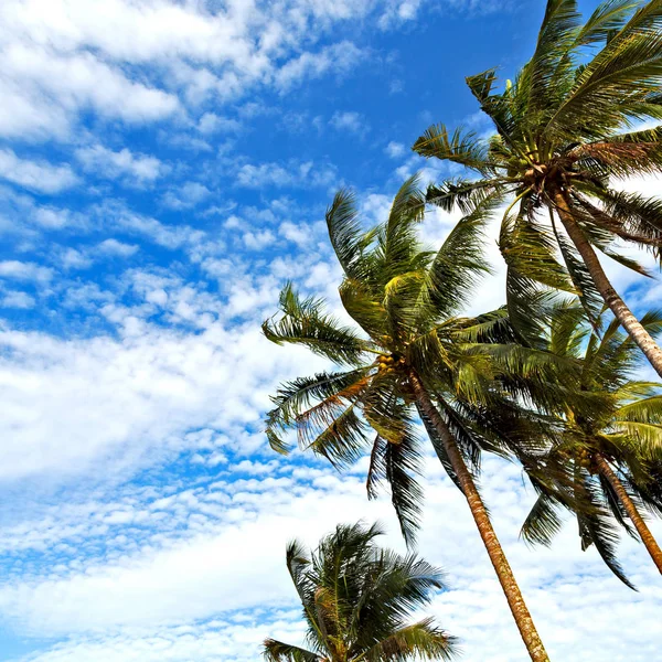 Hoja de palma y rama vista desde abajo — Foto de Stock