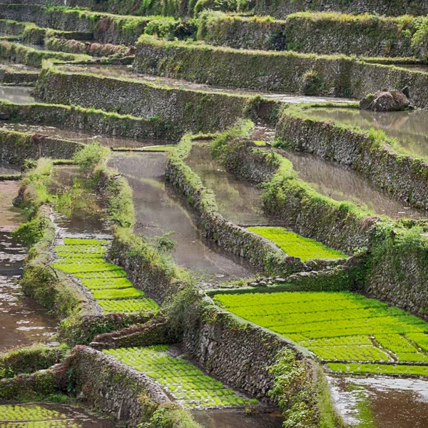 Campo de terraço para coultivação de arroz — Fotografia de Stock