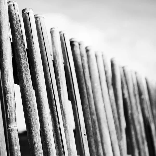 Em um céu nublado lotes bambu vara para cerca natural — Fotografia de Stock