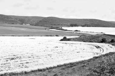 Güney Afrika'da kolza alanında kapat 