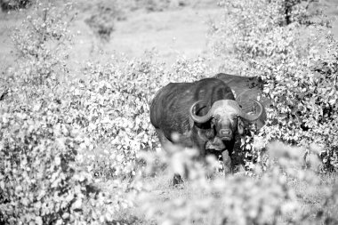  Güney Afrika yaban hayatı Buffalo'da