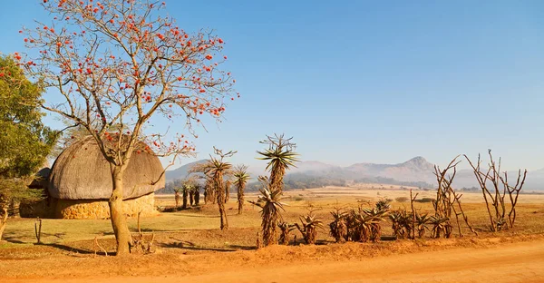 Dans la réserve naturelle sauvage du Swaziland — Photo