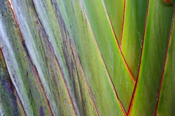 La parte trasera de una hoja y la luz — Foto de Stock