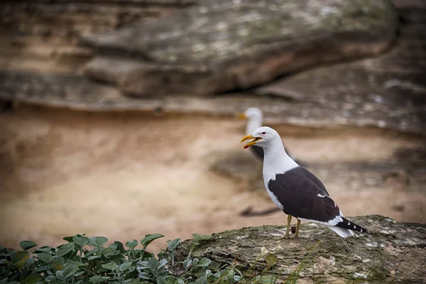 Gaviota en el cabo costero de Sudáfrica — Foto de Stock