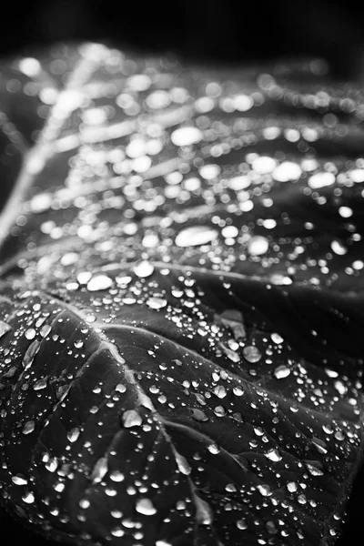 Kilka kropli w liść po deszczu — Zdjęcie stockowe