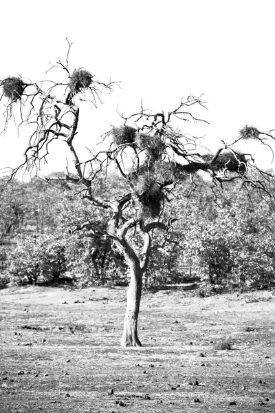 Güney Afrika ev ve baobab — Stok fotoğraf