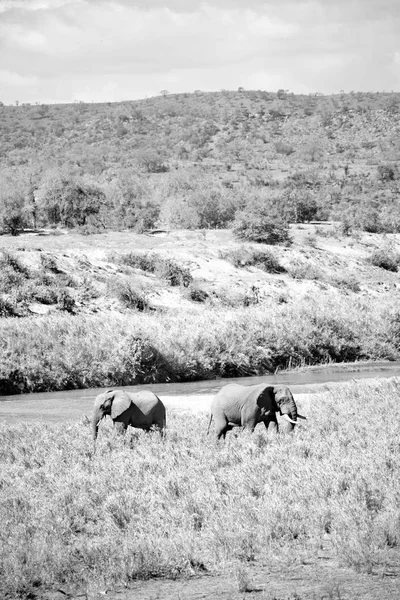 南アフリカの野生動物の象に — ストック写真