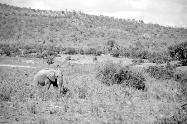 En Sudáfrica elefante de vida silvestre — Foto de Stock